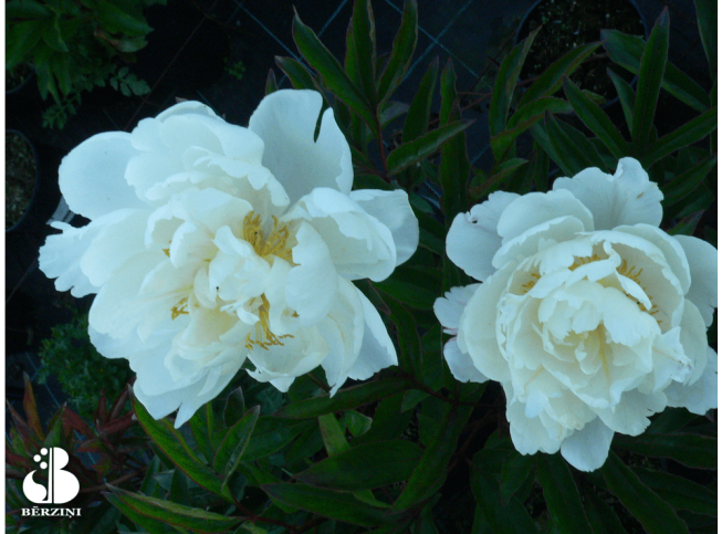 Paeonia lactiflora   'Gardenia'